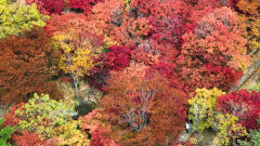 [포토뉴스] 팔공산 단풍아래 산책