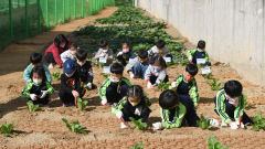 [포토뉴스] 대구 남구 도시농업체험장 개소, 텃밭 가꾸는 어린이들