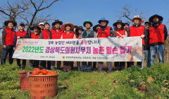 경북도의회 이선희 예결위원장·사무처 직원 등 청도 감 수확