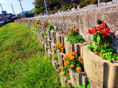 [포토뉴스] 마을 방문객을 환영하는 가을 꽃