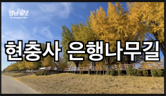 [영상뉴스]노란 숲길을 걸어요...`현충사 은행나무길`