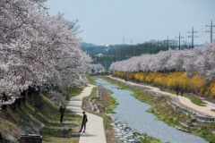 경북 영주 서천~원당천 연결 '힐링 산책로' 조성