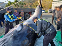 경주 앞바다서 '바다의 로또' 밍크고래 혼획…1억1250만 원에 위판