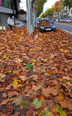 [포토뉴스] 비온 뒤 찬바람, 낙엽으로 뒤덮힌 도심 거리