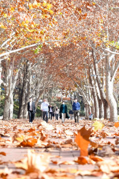 [포토뉴스] 경북대 캠퍼스에 쌓인 낙엽