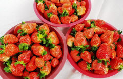고품질 봉화 딸기, 본격 출하…딸기 명품화 기반조성 사업 완료