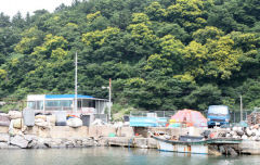 호미반도 해안 따라 천연기념물 모감주나무 1만그루 식재.. 노란 물결 장관
