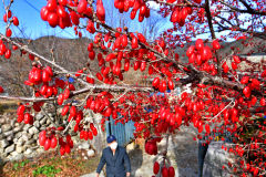 [포토뉴스] 붉게 물든 산수유 열매