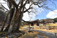 [스토리가 있는 청도 힐링 여행 .4] 청도읍 새마을로…지눌의 은행나무 지팡이는 천년 세월 巨木이 돼 절집을 지키고…