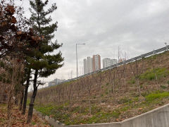 대구시비만 220억 투입 '미세먼지 차단숲'…효과는 