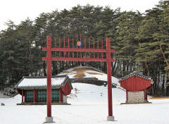 [김봉규의 수류화개(水流花開)] 소나무...王家의 묘터 명당으로 만들어주는 '금강송 군락'