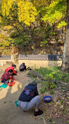 [동네뉴스 - 스마트폰 세상보기] 은행열매 줍는 사람들