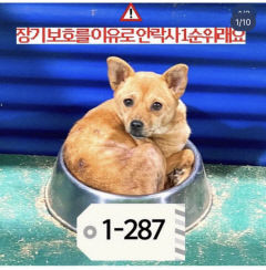 [동네뉴스] 유기동물 사랑으로 감싸는 가족 