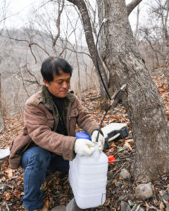 [포토뉴스] 위장병 싹~ '고로쇠 수액' 채취