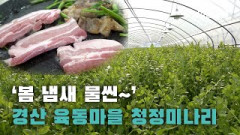 [영상뉴스] `봄 냄새 물씬` 경산 육동마을 청정미나리