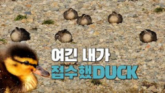 오리들 정모하고 식빵 굽는 거 보실 분? 덕스타그램 핫플로 소문난 대구 생태하천