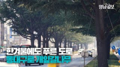 [영상스케치] 동대구로의 상징, 개잎갈나무(히말라야시더)| 영남일보