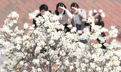 [포토뉴스] 봄 향기 전하는 백목련 '활짝'