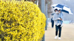 [포토뉴스] 반가운 봄비 속 개나리 활짝