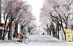 [포토뉴스] 개화한 벚꽃길에 눈길 빼앗긴 대구시민들