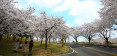 오는 31일 '제1회 칠곡군 매원민속마을 벚꽃축제' 열린다