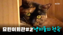 [기획 영상] 묘린이회관 #2...`냥이들의 천국`
