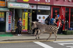탈출 얼룩말 '세로'의 슬픈 사연, 부모 잃고 캥거루와 다투고 반항