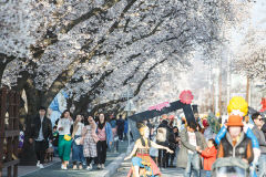 안동벚꽃축제, 낙동강변 벚꽃길서 4월 1일 개막