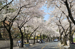 [경주 가볼만한 곳] 오늘부터 신라의 봄 '경주 벚꽃축제'…친환경 프로그램은 덤