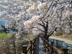 [성주 가볼만한 곳] 성주벚꽃사진 SNS 이벤트 참여하고 마그네틱 받아가세요