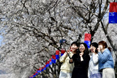 [포토 뉴스]청도 각북 벚꽃로드 따라 아름답게 핀 하얀 벚꽃