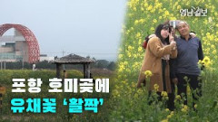 [영상스케치] 포항 호미곶에 유채꽃 '활짝'…봄 소식 전해