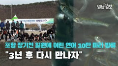 [영상뉴스]포항 장기천 일원에 어린 연어 10만 마리 방류 