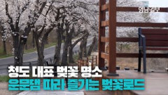 [영상스케치] 청도 대표 벚꽃 명소 운문댐 따라 즐기는 벚꽃 로드