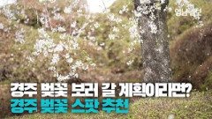 [영상스케치] 경주 벚꽃 보러 올 계획이라면? 경주 벚꽃 명소 추천