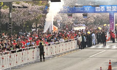 전국 최고의 경주벚꽃마라톤대회…1만 명 마라토너 벚꽃길을 달리다