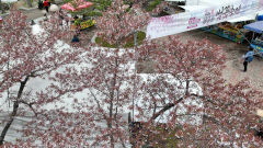 [포토뉴스] 이른 '벚꽃엔딩' 벚꽃축제장은 한산