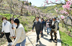 벚꽃이어 복사꽃 봄잔치...경산 반곡지서 복사꽃길 걷기