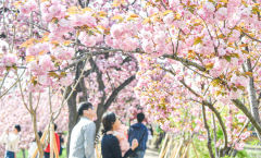 [포토뉴스] 대구 월곡역사공원, 겹벚꽃 만개로 봄 향연