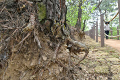 [포토뉴스] 뿌리 훼손된 채 방치…반곡지 소나무 지켜주세요
