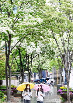 [포토뉴스] 반가운 봄비 내리는 대구