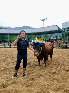 청도 싸움소 '화랑', 
