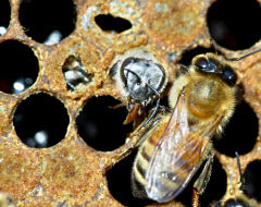 동절기 이후 경북 꿀벌 40% 급감…올해 꿀벌 실종 더 심각