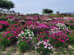 경산 삼성현역사문화공원 봄꽃 만개...사진 촬영 명소로 떠올라