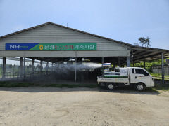 4년 만에 구제역, 경북 한우농가 '벌벌'