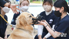 '동물·사람 모두 안전하게' 대구시, 반려동물 안전관리·돌봄 의무 강화한다