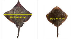 홍어 생활사 밝혀졌다