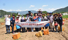 중국문화대학 봉사단, 고령서 마늘 수확 등 일손돕기