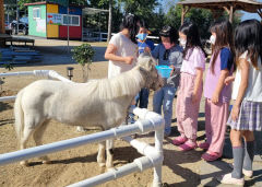 [경산 가볼만한 곳] 경산 와촌 포니힐링농원, 조랑말 체험 아이들에게 인기만점