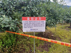 안동에 이어 봉화서도 과수 화상병 확산…경북도  추가 확산 차단에 총력